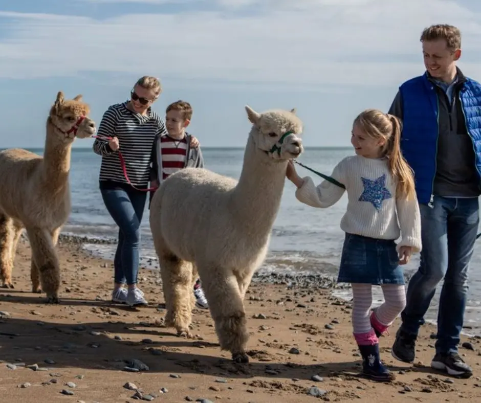 Alpaca Private Beach Trek